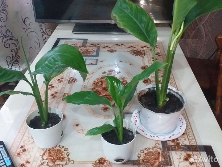 Женское счастье с горшочком