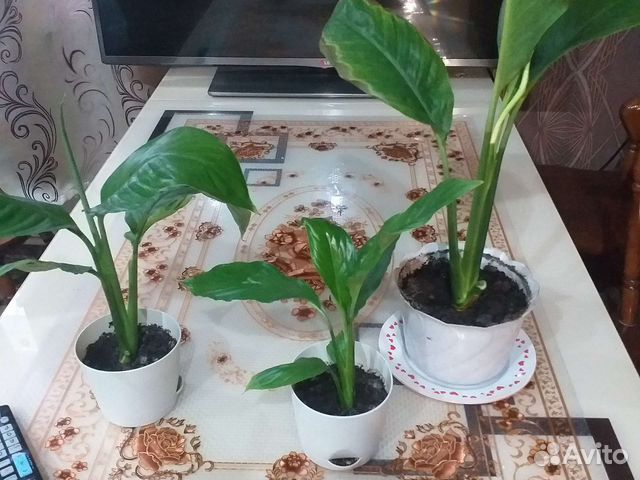 Женское счастье с горшочком