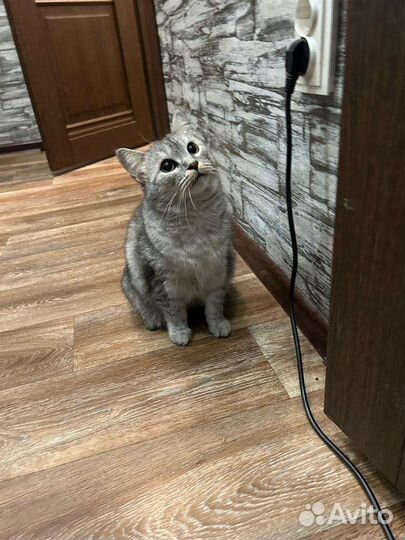 Кошки бесплатно