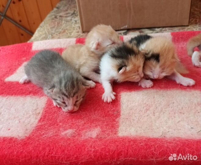 Котята в добрые руки