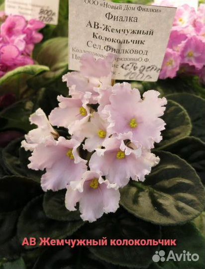 Детки сортовой фиалки (мини) ав-Жемчуж.Колокольчик