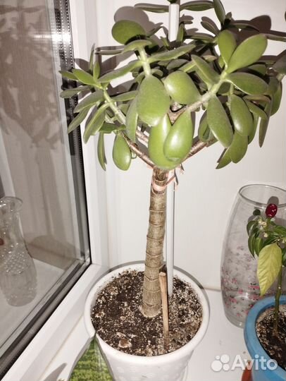 Продам цветы комнатные