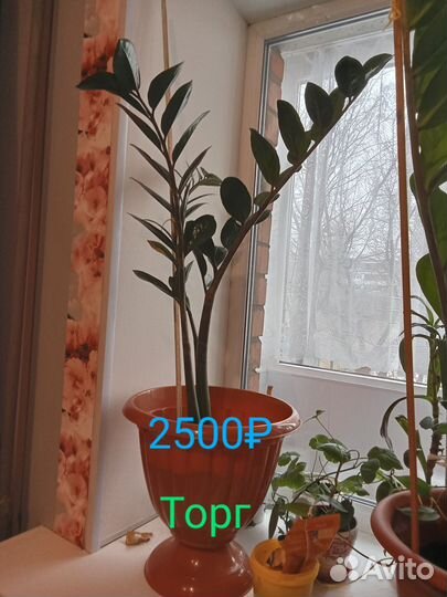 Замиокулькас(долларовое дерево), традесканция