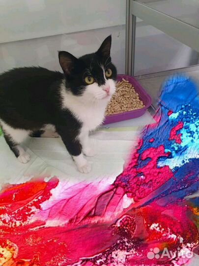 Отдадим котёнка в добрые руки