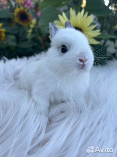 Породистые карликовые декоративные кролики