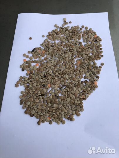 Продам чечевицу красную