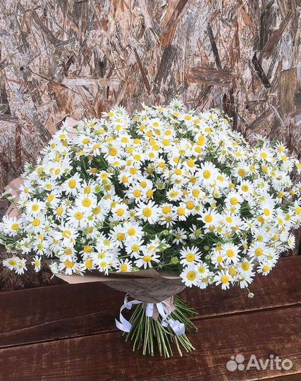 Цветы ромашки