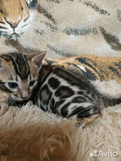 Бенгальские котята