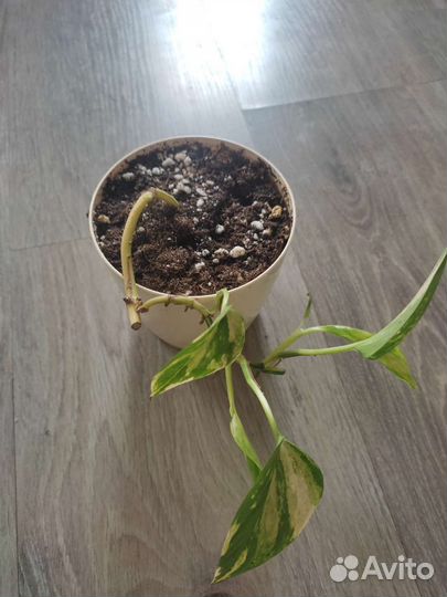 Сциндапсус золотистый