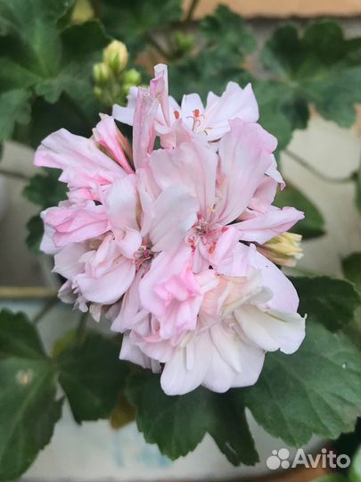 Пеларгония мини герань