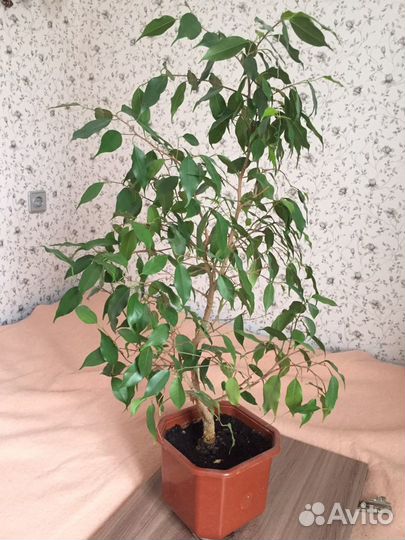 Фикус Бенджамина