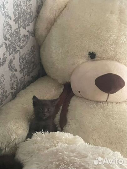 Кошка в дар бесплатно