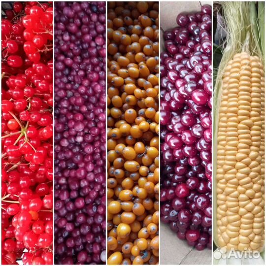 Черника. Малина. Смородина. Облепиха. Вишня