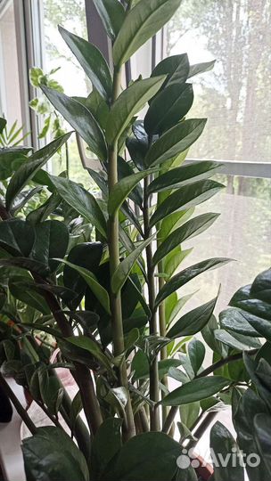 Замиокулькас