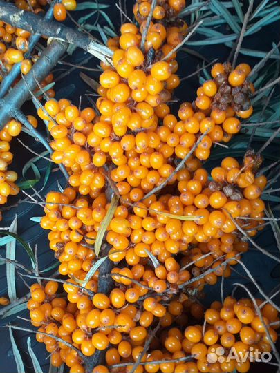 Облепиха ягоды