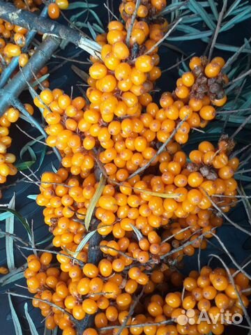 Облепиха ягоды