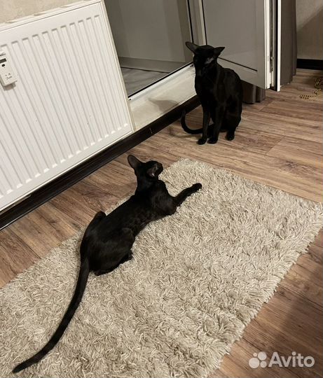 Ориентальная вязка. Ориентальный кот вязка