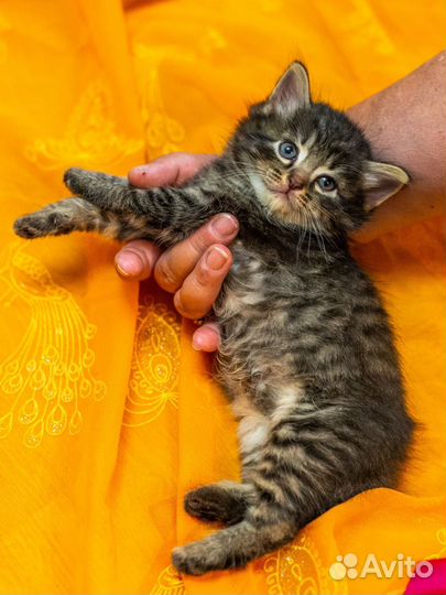 Отдаём котят 1,5 месяца