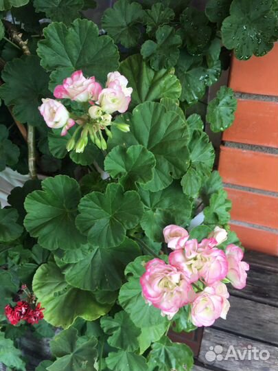 Комнатные цветы