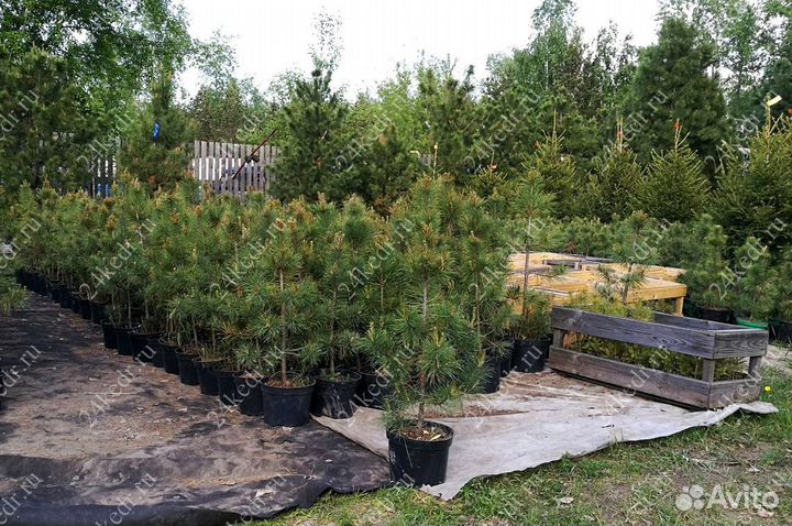 Саженцы сибирского кедра