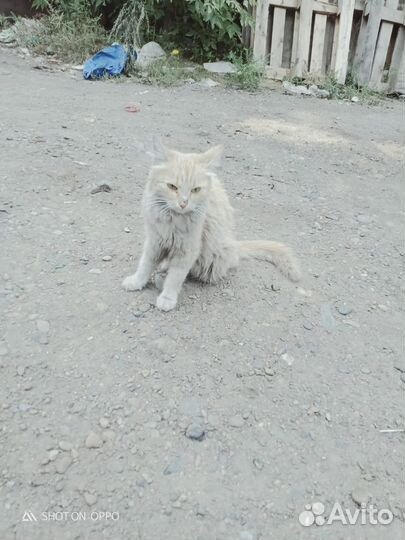 Котята, кошечка