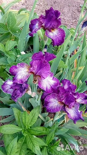 Ирисы