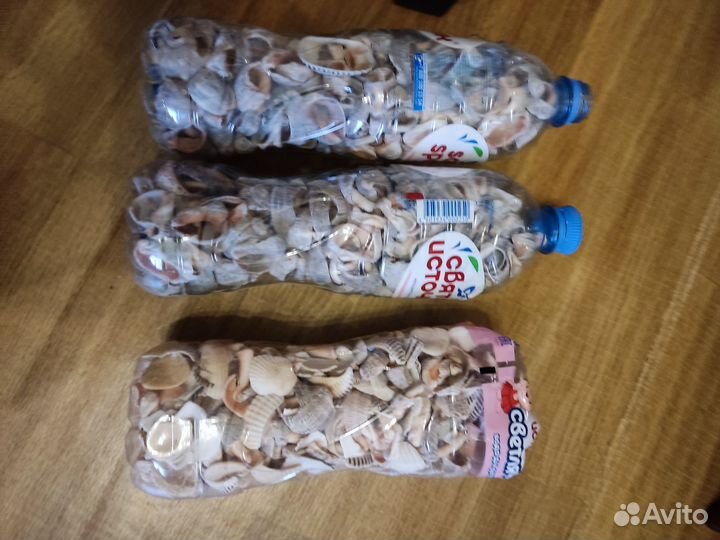 Ракушка рапан