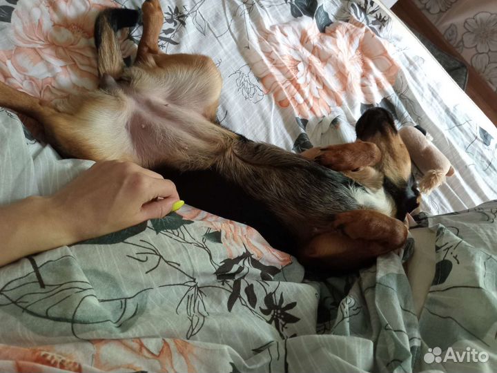 Собака в добрые руки