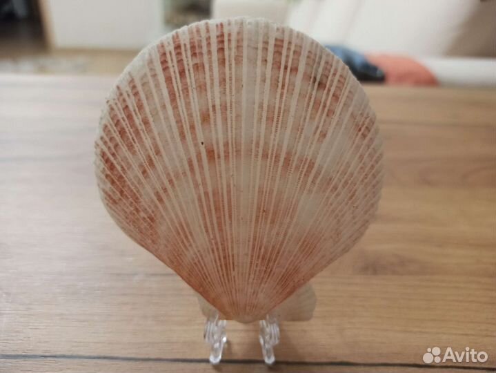 Морская раковина