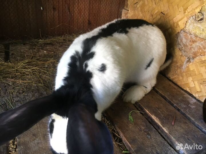 Немецкий Пёстрый Великан