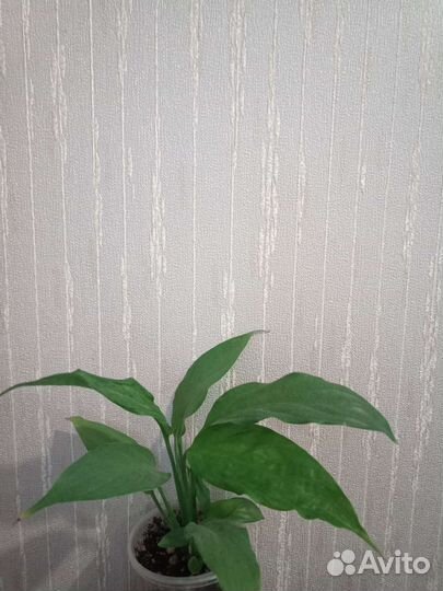 Спатифиллумы разные