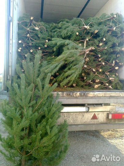 Елки) Новогодняя сосна