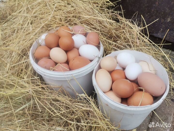 Домаш. куриные яйца