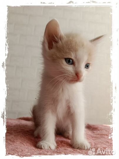 Отдам котенка в добрые руки Новосибирск