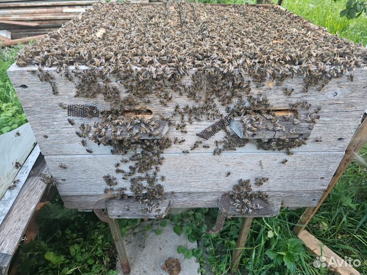 Пчелы в ульях