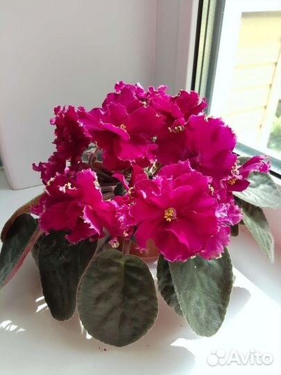 Детки сортовых фиалок