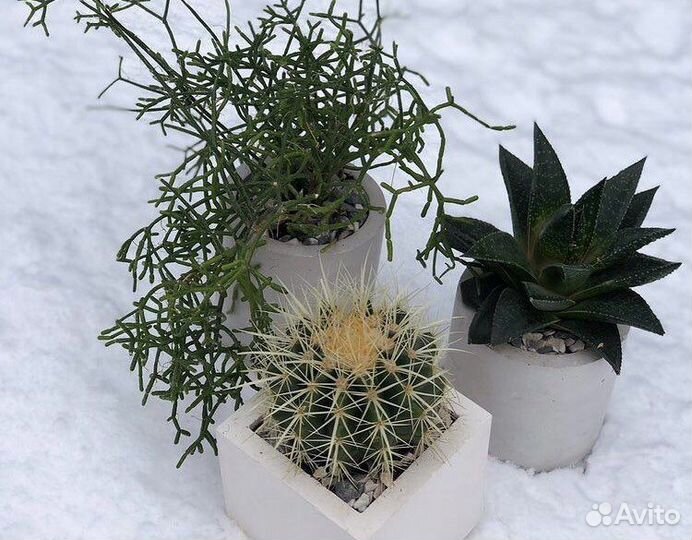 Кактусы и Суккуленты