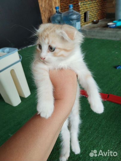 Котята в дар