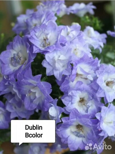 Кампанула- колокольчик комнатный