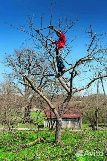 Спил, обрезка деревьев с вывозом