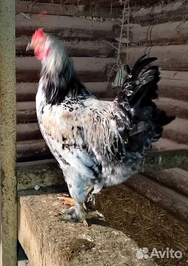 Петух, брама и китайский шелковый