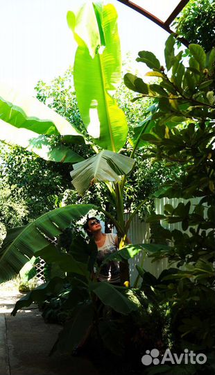 Банановая пальма