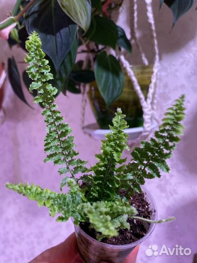 Пароротник