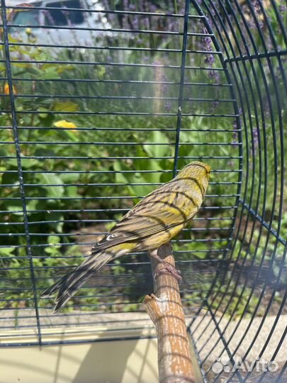 Канарейки певчая