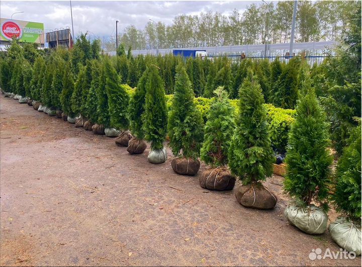 Туя Смарагд/Оптом