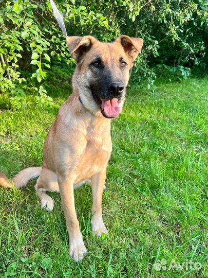 Собачка девочка Рейна 1,5 года ищет семью