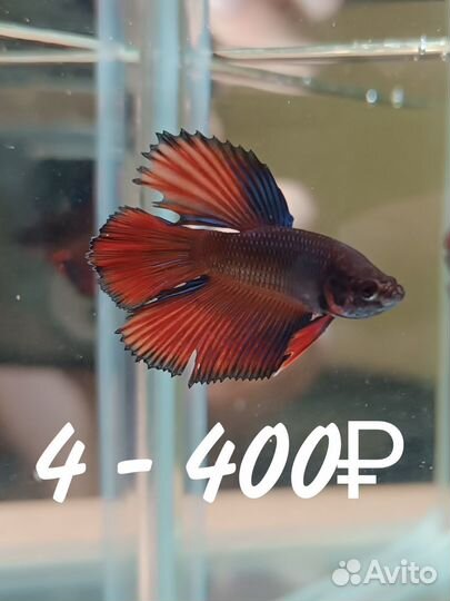 Петушок, Халфмун. Самцы - большой выбор