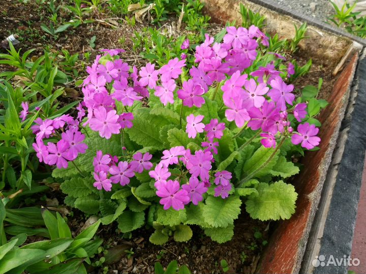 Примула многолетняя