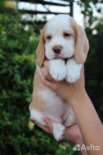 Щенки бигль. Питомник