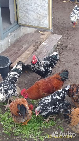 Молодые петушки